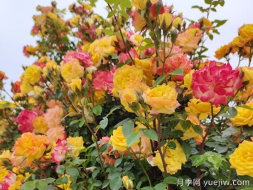 藤彩虹月季和微彩虹月季的區別？