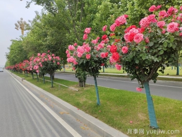 月季樹(shù)移栽別太深，該如何補救？