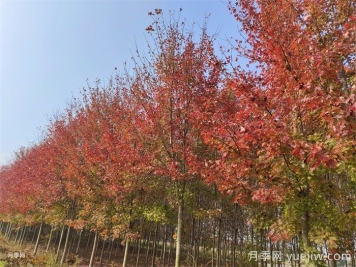 五角楓生長(cháng)環(huán)境、種植技術(shù)與管理方法