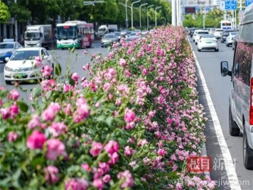 湖北武漢月季炸街，月季成道路顏值擔當