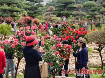 南寧南湖公園，2萬(wàn)株月季盛放的夢(mèng)幻花園
