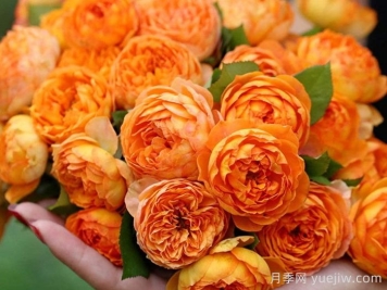 蜂蜜焦糖月季有哪些優(yōu)缺點(diǎn)？