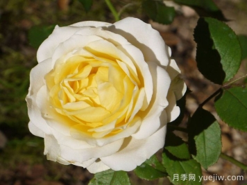 無(wú)限永遠月季的優(yōu)缺點(diǎn)是什么？