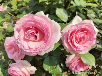 想體驗坐擁花海，6款藤本月季助你春花無(wú)憂(yōu)