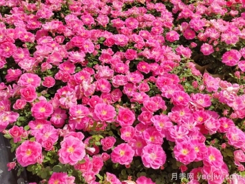 花苞透色和月季花期需要施肥嗎？