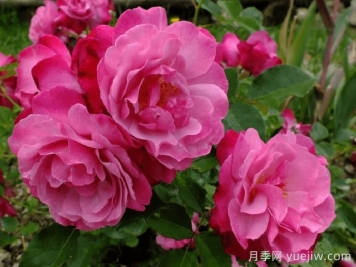 蘇菲的永恒月季/索菲的長(cháng)青