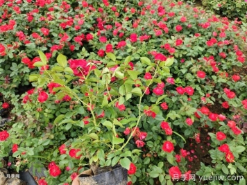 教你如何養好月季花？