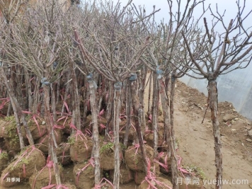樹(shù)狀月季花能耐零下多少度低溫？