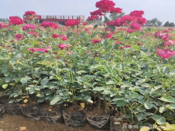 月季苗什么時(shí)候移栽好？夏天能買(mǎi)月季苗么？