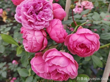 月季花頭上長(cháng)好多蟲(chóng)要剪掉嗎？