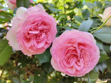 月季枯萎了還能活過(guò)來(lái)嗎？月季花垂頭了怎么補救？