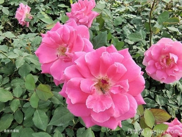 月季開(kāi)花期，停肥是什么操作？
