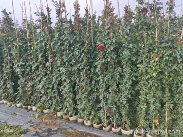 爬藤月季最佳保留到多高？