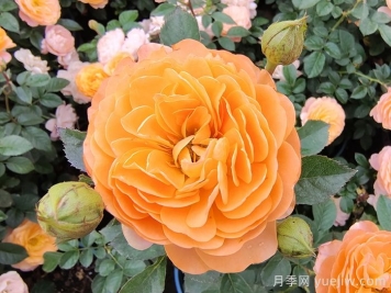 第一波春花不標準？這些因素或是罪魁禍首
