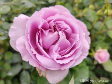 推薦5種藍色網(wǎng)紅月季，花量大花期長(cháng)