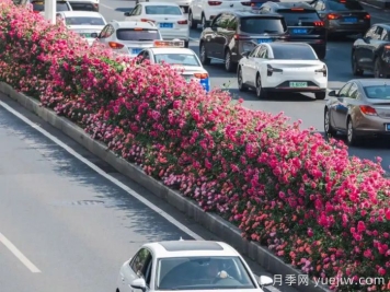 武漢月季全城開(kāi)，萬(wàn)一有人想在綠化帶辦婚禮呢？
