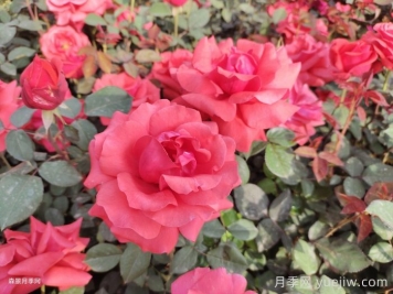 新鄉原陽(yáng)：小城街頭，月季綻放
