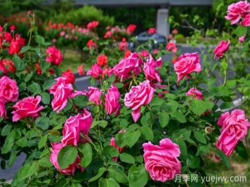 洛陽(yáng)：月季花開(kāi)香滿(mǎn)城，打卡地點(diǎn)送給你