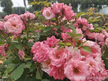 藤櫻霞月季的優(yōu)缺點(diǎn)是什么？