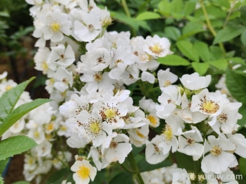 月季、玫瑰與薔薇，究竟誰(shuí)是源頭？
