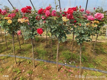 南陽(yáng)月季：科技賦能產(chǎn)業(yè)，創(chuàng  )新領(lǐng)航花卉