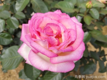 南陽(yáng)月季：智能云端，讓養月季更智慧