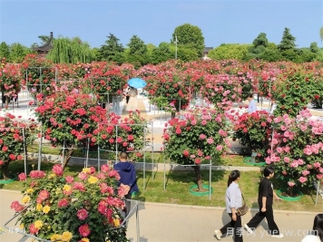 南陽(yáng)月季：月季芬芳繪就文旅融合新畫(huà)卷