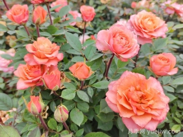 五月份月季花該如何管理？