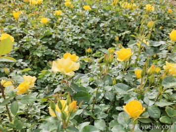 月季不開(kāi)花的真相，很多人第一步就錯了