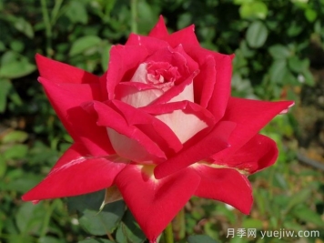 春季月季移栽，一定要檢查根部預防根腐病