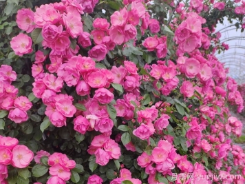 四季如春的花園，一定有棵四季藤本月季！