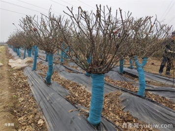 老樁月季發(fā)芽后怎么養？