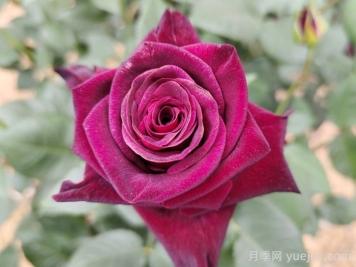 不同顏色月季花代表的含義？