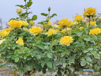 陽(yáng)臺貝殼月季能長(cháng)多高？