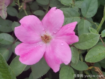 重瓣月季和單瓣月季哪個(gè)好？