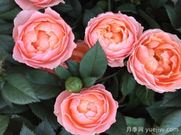 最齊全的適合陽(yáng)臺養的月季品種系列
