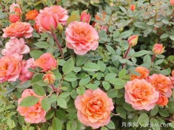 月季花品種到底有多少？