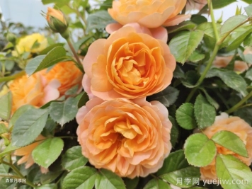 哪些月季不適合作為切花？
