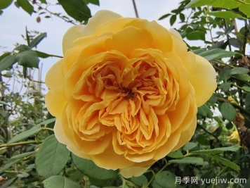 藤本月季最低能耐寒多少度？