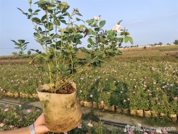 ?月季為什么掉葉子？
