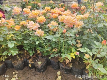 夏季如何養月季？夏季月季養護秘籍
