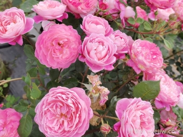 月季怎么養開(kāi)花久？
