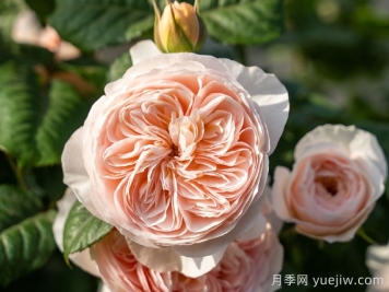 涵仙月季需要春化嗎？
