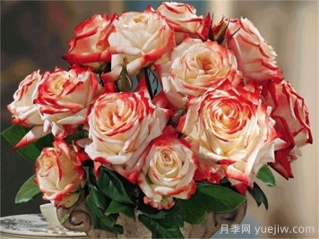 法拉皇后月季多長(cháng)時(shí)間能長(cháng)成大灌木？