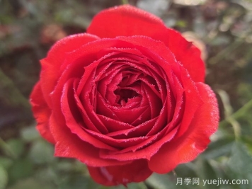 紅蘋(píng)果月季與紅色果汁月季有什么區別？