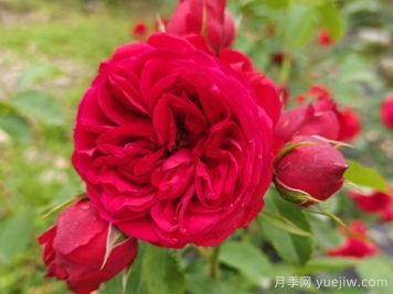 紅蘋(píng)果月季和紅舞裙月季有什么區別？