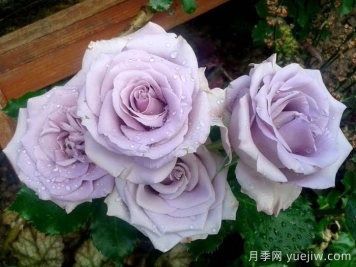 海洋之歌月季是藤本還是灌木？