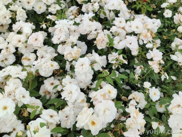 新疆可以種植哪些月季花品種？