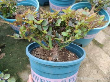  月季植株如何進(jìn)行矮化？