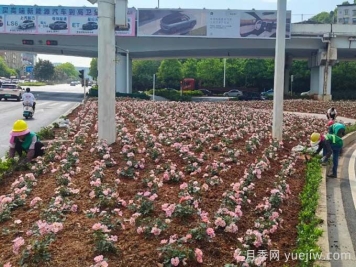 郴州月季：郴州增植月季，月季綻放驚艷花海